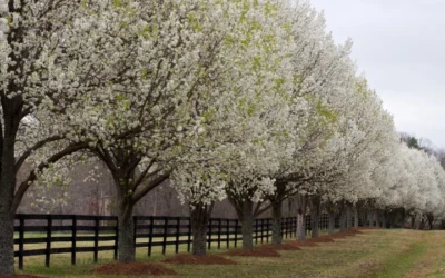 Looking For A Best Time to Install a Fence in Ontario? What GTA Homeowners Need to Know