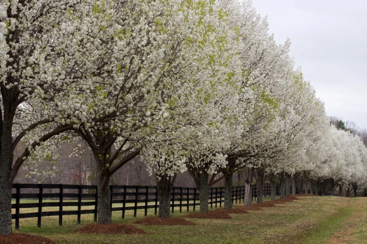 Fence along Pear Trees in Bloom